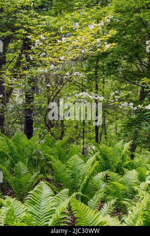 Royal Botanical Gardens Hendrie Park in Burlington, Ontario, Kanada Stockfoto