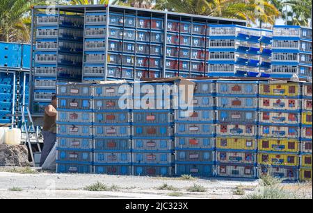 Renntauben werden vom LKW entladen, bevor sie während des Rennens von Gran Canaria nach Teneriffa, Kanarische Inseln, Spanien, freigelassen werden. Stockfoto