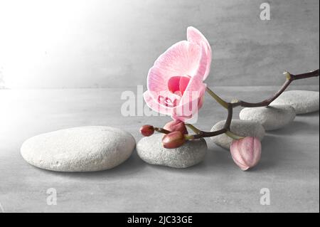 Komposition mit Spa-Steinen, Orchidee rosa Blume auf grauem Hintergrund. Spa-Konzept. Stockfoto