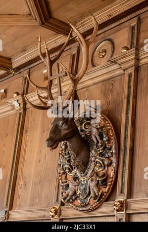 Rottweil, Deutschland. 09.. Juni 2022. Im Alten Rathaus hängt eine Hirschtrophäe. Kredit: Silas Stein/dpa/Alamy Live Nachrichten Stockfoto