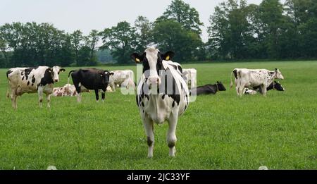 Holstein-Friesenrinder auf einer deutschen Wiese. Eine Kuh ist neugierig auf den Fotografen Stockfoto
