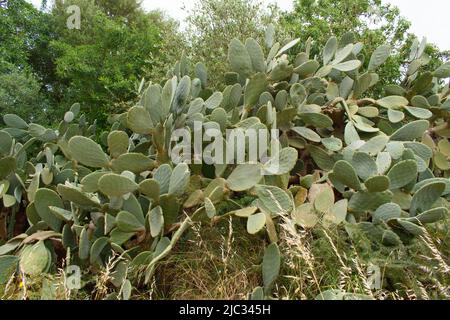 Große wilde Opuntia oder Kaktus aus Kaktus oder Kaktus aus Kaktus Stockfoto
