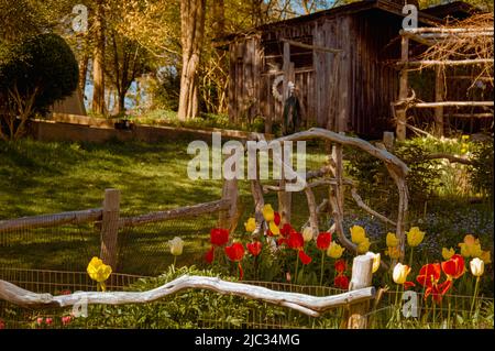 Blumenbeet aus roten und gelben Tulpen, umgeben von einem holzzaun im hobbit-Stil mit einem Gitter und einem Gartenschuppen im Hintergrund bei Long Hill Sedgwick e Stockfoto