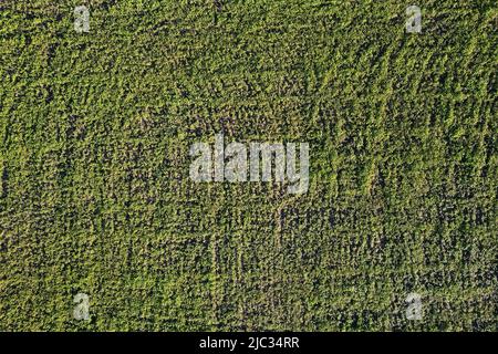 Grünes Gras Wiese Feld über oben Drohne Ansicht Stockfoto