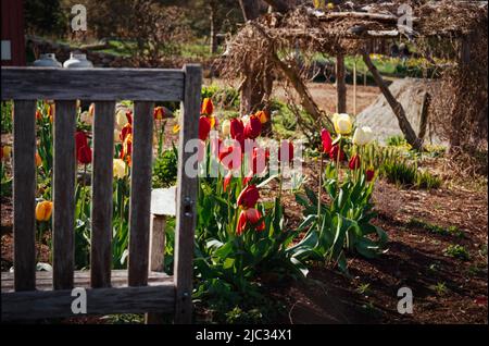 Tulpen durch das hölzerne Gartentor auf dem Long Hill Sedgwick Anwesen. Bild, das auf einem analogen Film aufgenommen wurde. Keine Personen. Beverly, Massachusetts Stockfoto