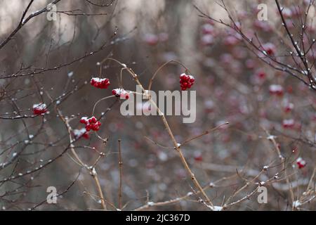 Viburnum opulus, Wacholderrose, in natürlichem Lebensraum in Brønnøy, Norwegen. Winterfoto mit Schnee auf den klaren roten Beeren/Früchten. Stockfoto