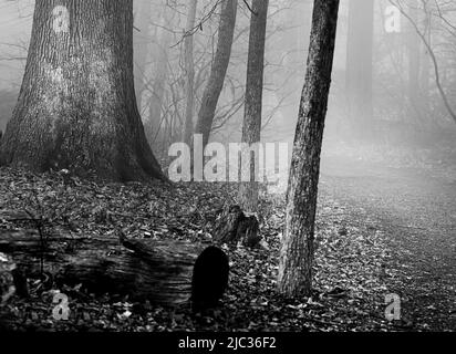 Schwarz-Weiß-Spaziergang durch einen nebligen Wald zwischen den Bäumen im Winter oder Frühling, Lancaster, Pennsylvania Stockfoto