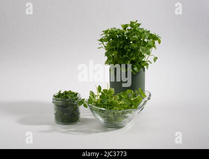 Gewöhnliches Kicherkraut, Stellaria media, isoliert auf weißem Hintergrund. Stockfoto