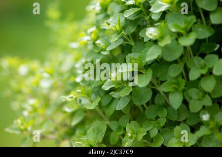 Gewöhnliches Kicherkraut, Stellaria media, Nahaufnahme, selektiver Fokus. Stockfoto