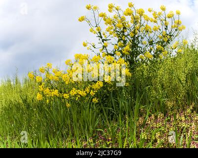 Eine gelb blühende Senfpflanze auf einem Hügel, umgeben von frühlingsgrünem Laub und unter einem trüben blauen Himmel im Frühling oder Sommer, Pennsylvania Stockfoto