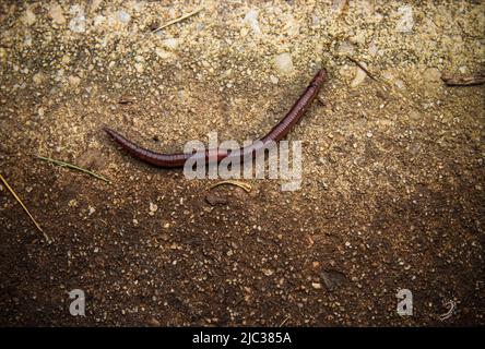 Ein Regenwurm, Lumbricus terrestris, kriecht und zappelte auf dem Bürgersteig unter Mulch im Frühjahr, Sommer, Herbst, Lancaster, Pennsylvania Stockfoto