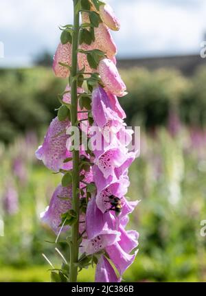 Atemberaubende Ausstellung von Füchshandschuhen ( Digitalis ) in den formell ummauerten Gärten im Rousham House and Gardens, Oxfordshire. Stockfoto