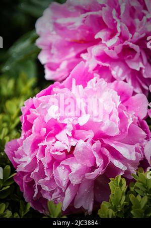 Wunderschöne Ausstellung von rosa Pfingstrosen ( Paeonia ) nach einem Regenschauer in den ummauerten formalen Gärten im Rousham House, Oxfordshire. Stockfoto