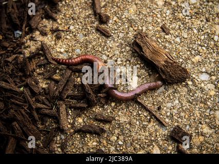 Ein Regenwurm, Lumbricus terrestris, kriecht und zappelte auf dem Bürgersteig unter Mulch im Frühjahr, Sommer, Herbst, Lancaster, Pennsylvania Stockfoto