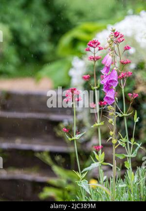 Atemberaubende Ausstellung von Füchshandschuhen ( Digitalis ) in den formell ummauerten Gärten im Rousham House and Gardens, Oxfordshire. Stockfoto