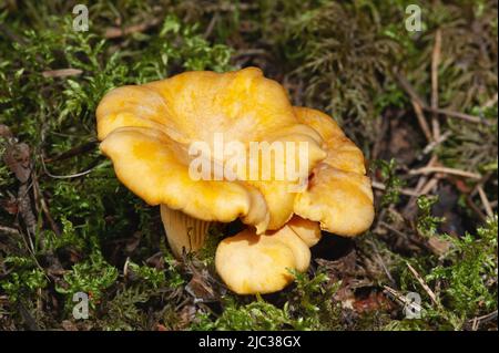 Leuchtend orange Pfifferlinge Pilze unter dem Moos auf dem Boden im Wald Stockfoto