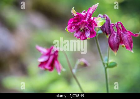 Aquilegia vulgaris ist eine in Europa heimische Art von Kolumbinen mit gemeinsamen Namen wie: Europäische Kolumbinen und gemeinsame Kolumbinen. Stockfoto