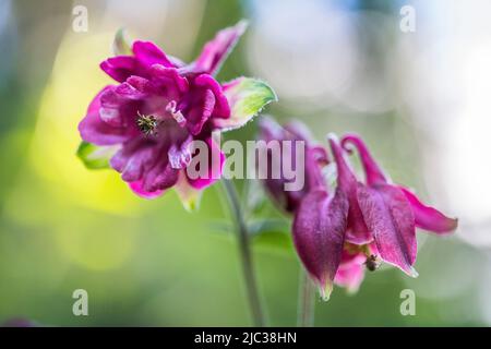 Aquilegia vulgaris ist eine in Europa heimische Art von Kolumbinen mit gemeinsamen Namen wie: Europäische Kolumbinen und gemeinsame Kolumbinen. Stockfoto