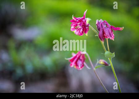 Aquilegia vulgaris ist eine in Europa heimische Art von Kolumbinen mit gemeinsamen Namen wie: Europäische Kolumbinen und gemeinsame Kolumbinen. Stockfoto