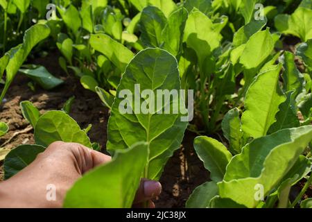 Weibliche Zupfen frisch wachsenden grünen Blattgemüse Spinat oder Palak Blätter Landwirtschaft. Grüne Blätter Laub wächst auf fruchtbarem Boden im Sommer Sonnenlicht lu Stockfoto