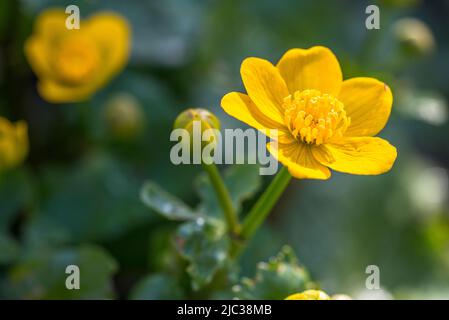 Caltha palustris, bekannt als Sumpfmarmeltier und Königspatze, ist eine kleine bis mittelgroße mehrjährige krautige Pflanze. Stockfoto