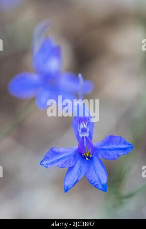 Consolidae regalis, bekannt als forkender Larksporn, Rakete-Larksporn und Feldlarksporn, ist eine jährliche krautige Pflanze. Stockfoto