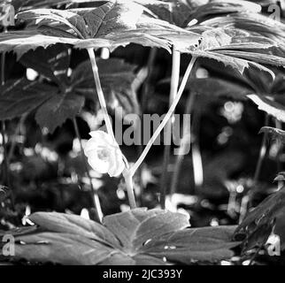 Eine beleuchtete weiße Mayapple-Blume unter zwei Regenschirmblättern in Schwarz und Weiß im Frühjahr, Lancaster, Pennsylvania Stockfoto