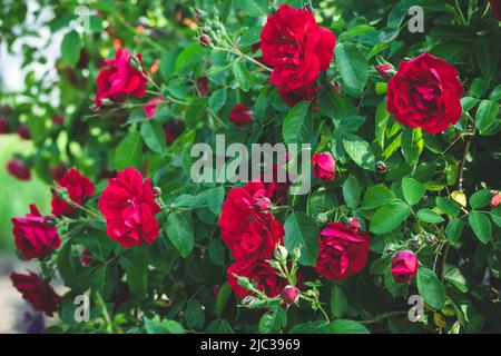 Rote Rosen draußen vor dem Hintergrund von Grün, selektiver Fokus. Blumen Busch blüht im Garten. Sommersaison Stockfoto