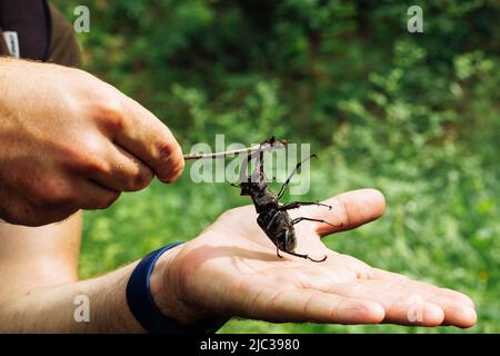 Beschnittenes Foto von mans Hände berühren größte Arten von europäischen Hirschkäfer mit Zweig im Sommergarten Waldpark. Stockfoto