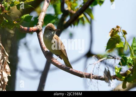 Großer Rohrsänger, der auf einem Ast sitzt (Acrocephalus arundinaceus) Stockfoto