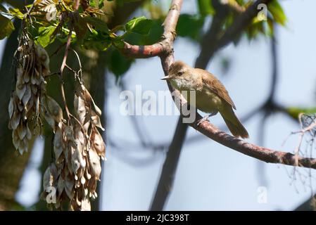 Großer Rohrsänger, der auf einem Ast sitzt (Acrocephalus arundinaceus) Stockfoto