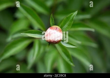 Eine Blütenknospe aus Pfingstrosen, die noch nicht blüht. Eine Pfingstrose auf einem Busch wird von Sonnenlicht beleuchtet. Blumenhintergrund. Selektiver Fokus Stockfoto