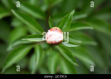 Eine Blütenknospe aus Pfingstrosen, die noch nicht blüht. Eine Pfingstrose auf einem Busch wird von Sonnenlicht beleuchtet. Blumenhintergrund. Selektiver Fokus Stockfoto