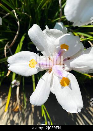 Eine Fee Iris, Dietes grandiflora Stockfoto