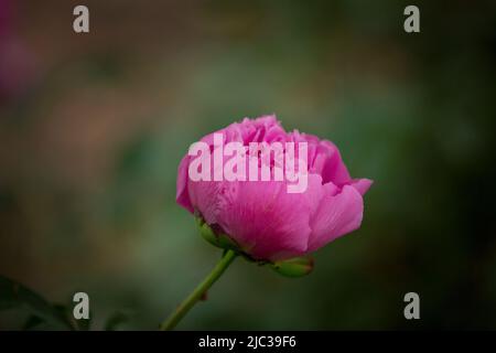 Eine Blütenknospe aus Pfingstrosen, die noch nicht blüht. Eine Pfingstrose auf einem Busch wird von Sonnenlicht beleuchtet. Blumenhintergrund. Selektiver Fokus Stockfoto