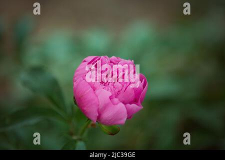 Eine Blütenknospe aus Pfingstrosen, die noch nicht blüht. Eine Pfingstrose auf einem Busch wird von Sonnenlicht beleuchtet. Blumenhintergrund. Selektiver Fokus Stockfoto