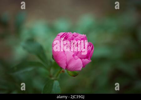 Eine Blütenknospe aus Pfingstrosen, die noch nicht blüht. Eine Pfingstrose auf einem Busch wird von Sonnenlicht beleuchtet. Blumenhintergrund. Selektiver Fokus Stockfoto