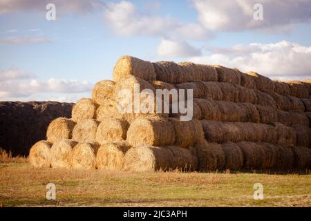 Gigantischer, gewalzter Heuballen Haufen mit Stapeln aneinander, die wie ein Hausdach ähneln, mit wenigen Wolken am wunderschönen blauen Himmel im Hintergrund. Goldene Heuernte Stockfoto