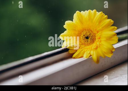 Nahaufnahme einer gelben Gerbera-Blume auf einem Fenster bei Tageslicht. Natürliches Banner mit Blumen. Blume auf grünem Hintergrund mit Regen. Haupttrend CO Stockfoto