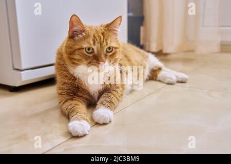 Große rote Katze liegt in der Nähe des Kühlschranks und wartet auf Nahrung Stockfoto