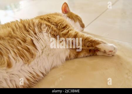 Große rote Katze, die zu Hause auf dem Boden liegt und schläft Stockfoto