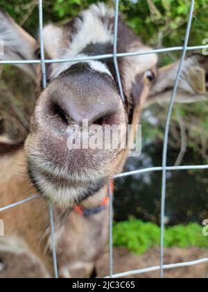 Extreme Nahaufnahme einer Ziegennase in einem Drahtzaun Stockfoto