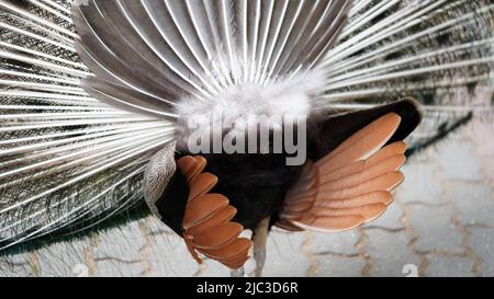 Rückansicht Nahaufnahme Schwanz eines männlichen Pfau.Naturpark, Zoo, exotischen Vogel.Pfau Feder Textur. Stockfoto