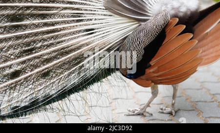 Rückansicht Nahaufnahme Schwanz eines männlichen Pfau.Naturpark, Zoo, exotischen Vogel.Pfau Feder Textur. Stockfoto