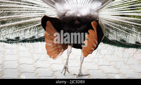 Rückansicht Nahaufnahme Schwanz eines männlichen Pfau.Naturpark, Zoo, exotischen Vogel.Pfau Feder Textur. Stockfoto