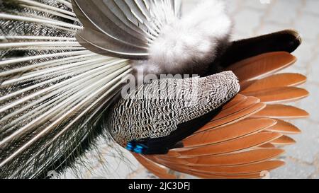 Rückansicht Nahaufnahme Schwanz eines männlichen Pfau.Naturpark, Zoo, exotischen Vogel.Pfau Feder Textur. Stockfoto