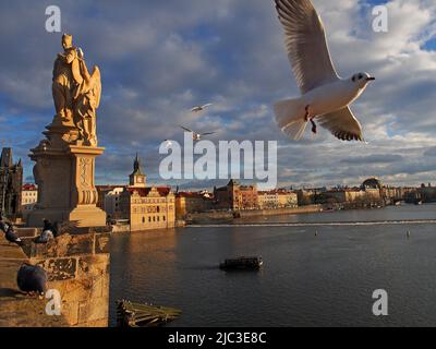 Vögel fliegen über den Moldava Fluss von der Karlsbrücke in der Altstadt von Prag aus gesehen Stockfoto