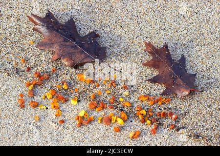 Bernstein im Sand. Bernstein- und Herbsteichenblätter an der Küste. Stockfoto