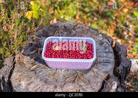 Preiselbeeren in einer transparenten Plastikbox auf einem Baumstumpf im Wald. Nahrungssuche im Wald. Stockfoto