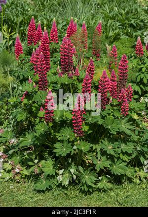 Blütenspitzen roter Lupine, auch bekannt als Lupinen oder Lupinus. Eine Staude, die Bienen und Schmetterlinge anzieht. Stockfoto